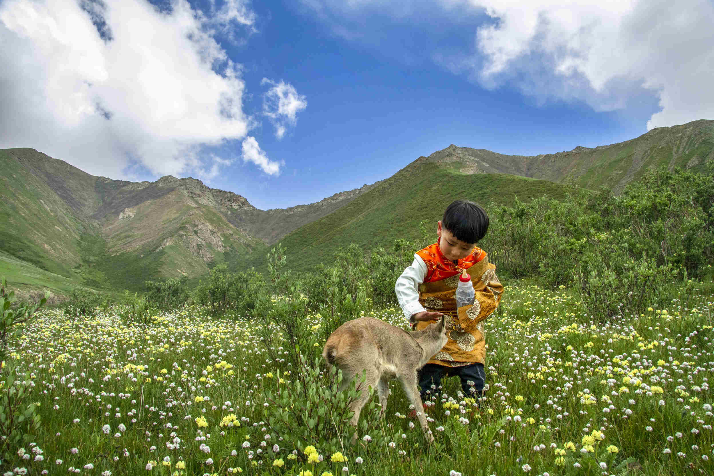 仁增多杰《 救助藏原羚 》
