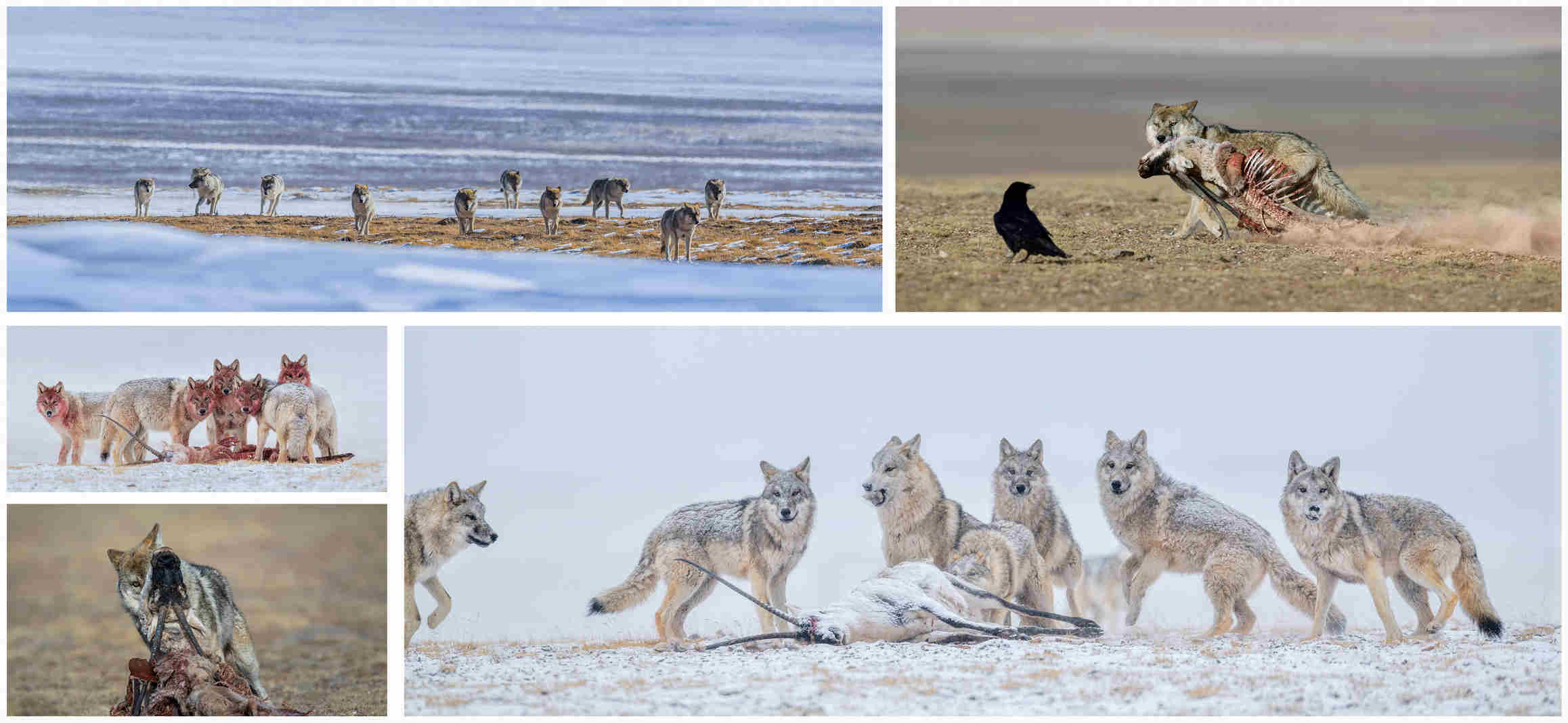 壽好選《草原狼》