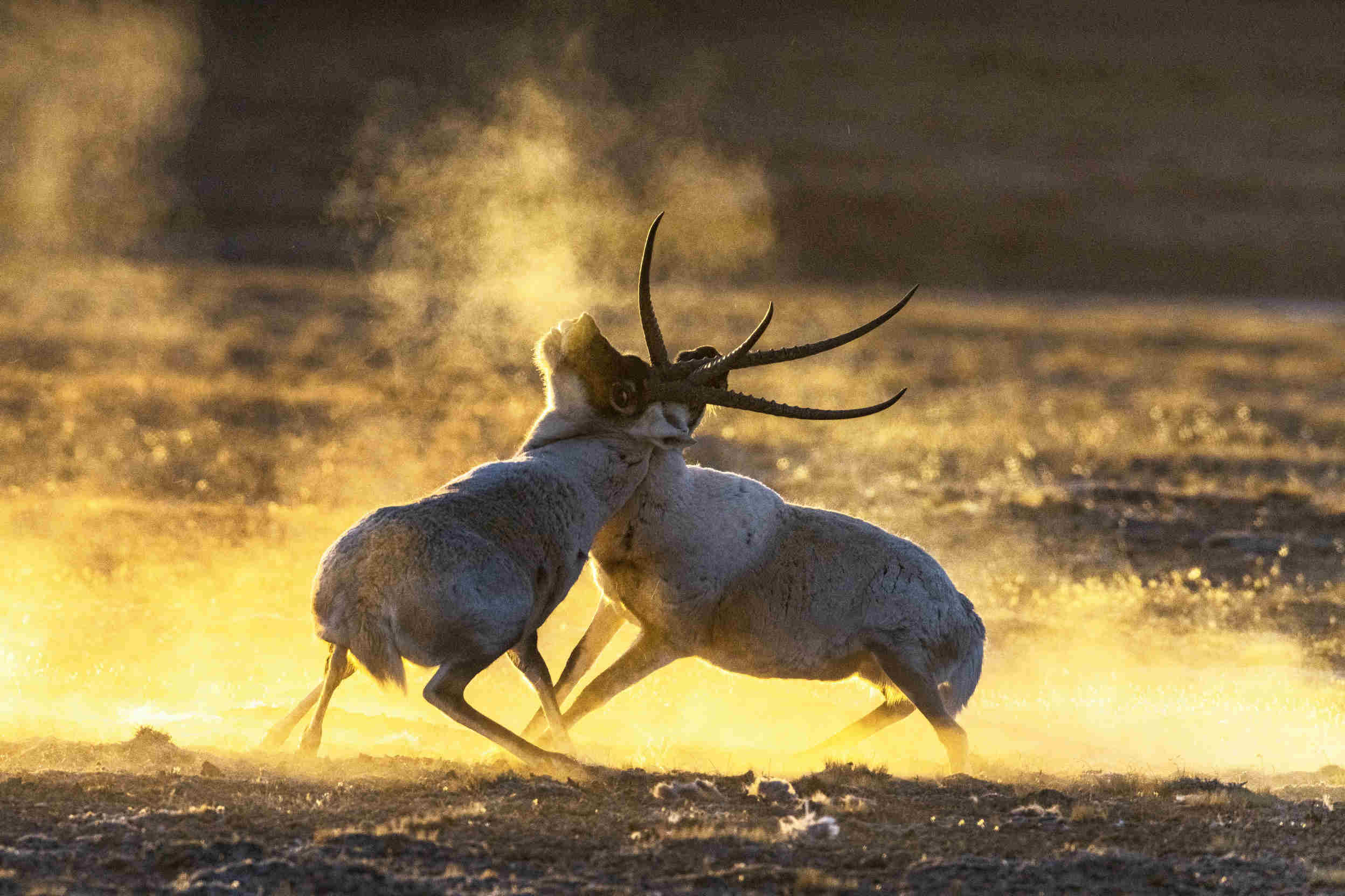 石徑《勢均力敵》