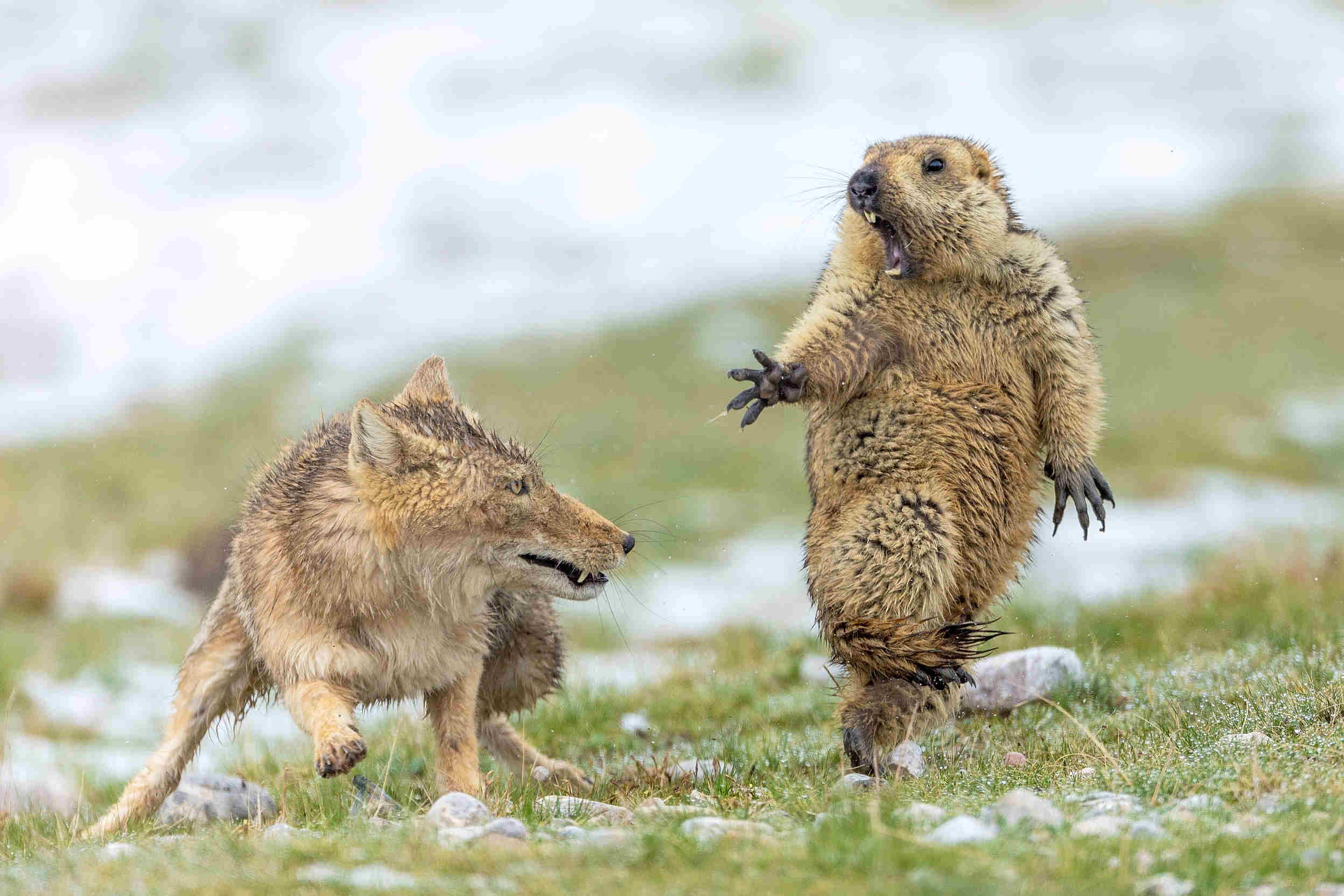 鮑永清《生死對決》