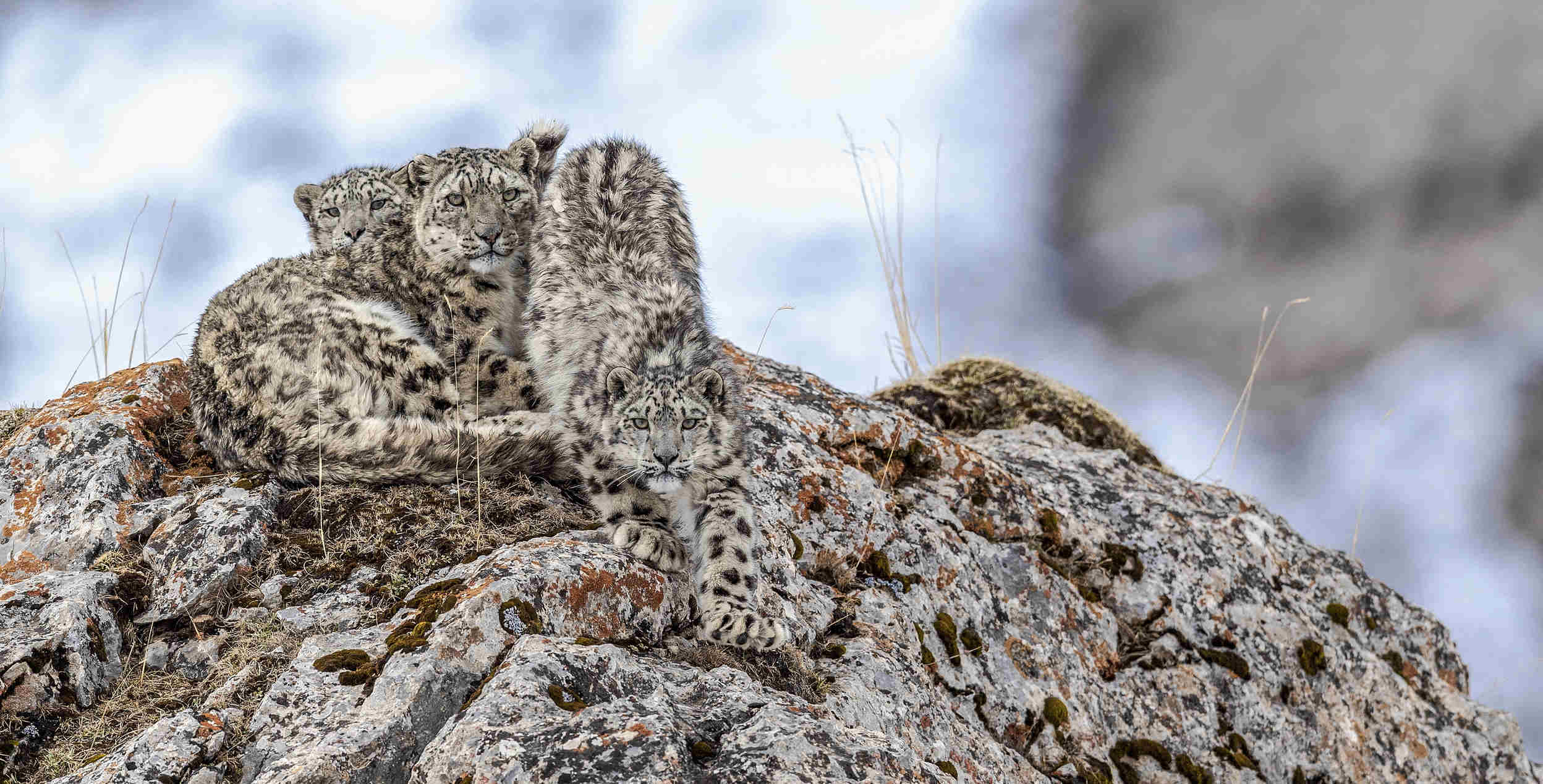 李應平《山巔隱士》