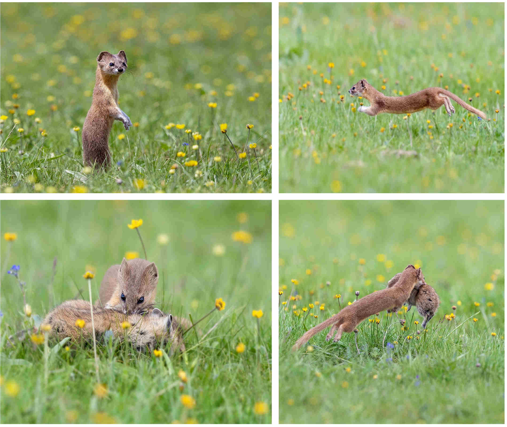 劉祥《草原獵手》